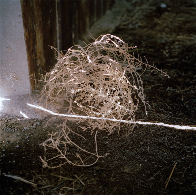 tumbleweed1_2.jpg
