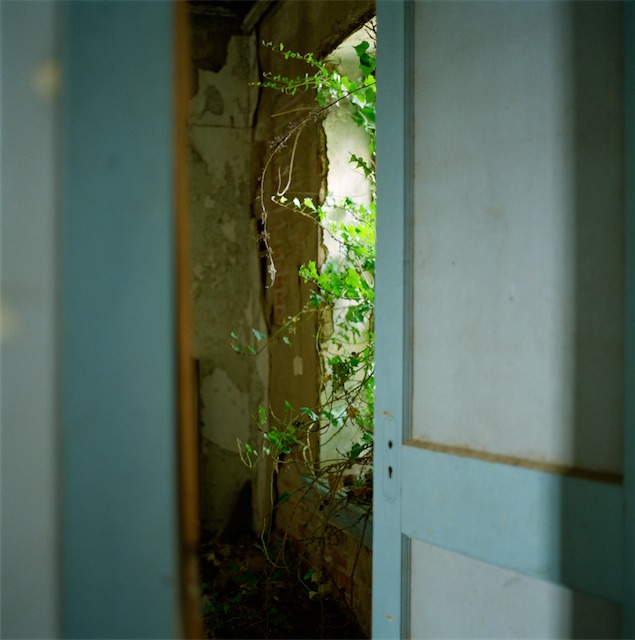 vines2.jpg