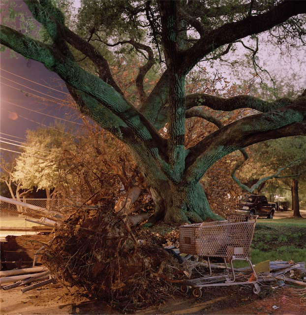 LifeCyleofTrees.gif