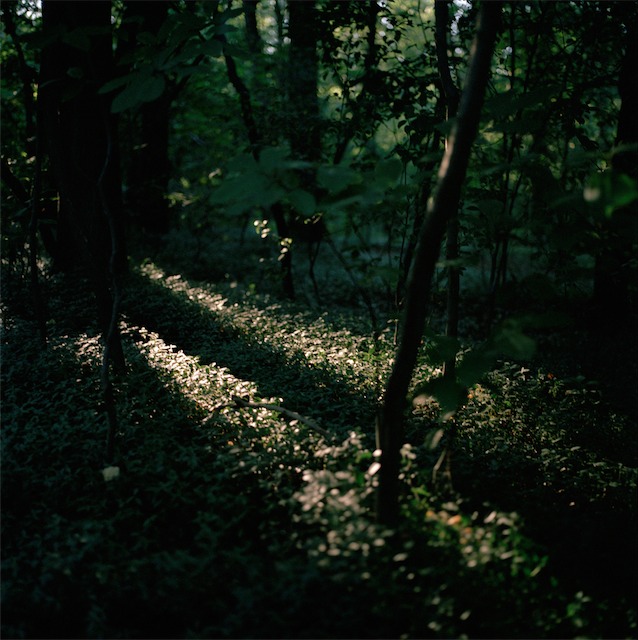sunlight1.jpg