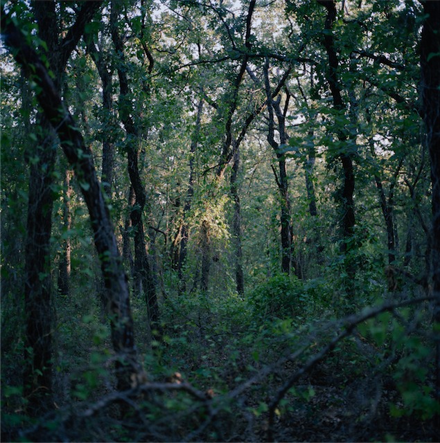 ForestLight01.jpg