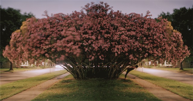 PinkOleander.gif
