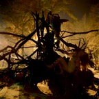 Burnt Roots