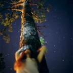 Night Canopy
