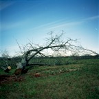 Uprooted